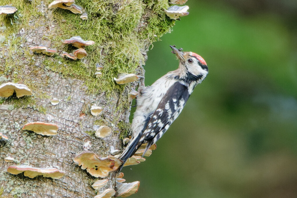 Lesser Spotted Woodpecker